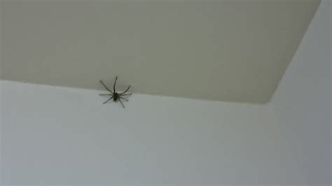 天花板裝飾 房間出現蜘蛛
